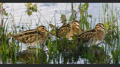 Suçulluğu » Common Snipe » Gallinago gallinago