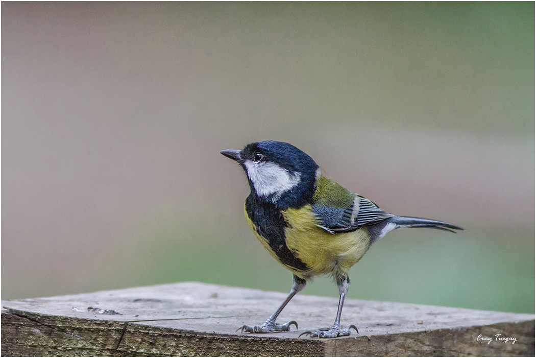 Büyük baştankara » Great Tit » Parus major