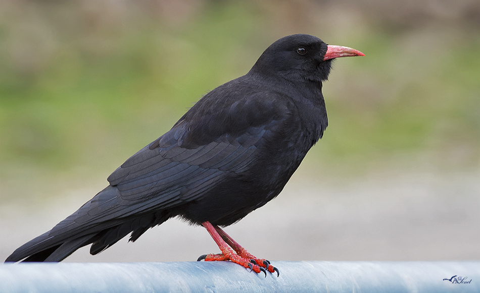 Kırmızıgagalı dağ kargası » Red-billed Chough » Pyrrhocorax pyrrhocorax