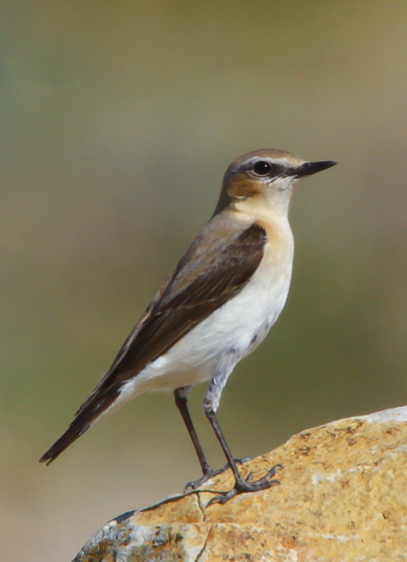 Kuyrukkakan » Northern Wheatear » Oenanthe oenanthe