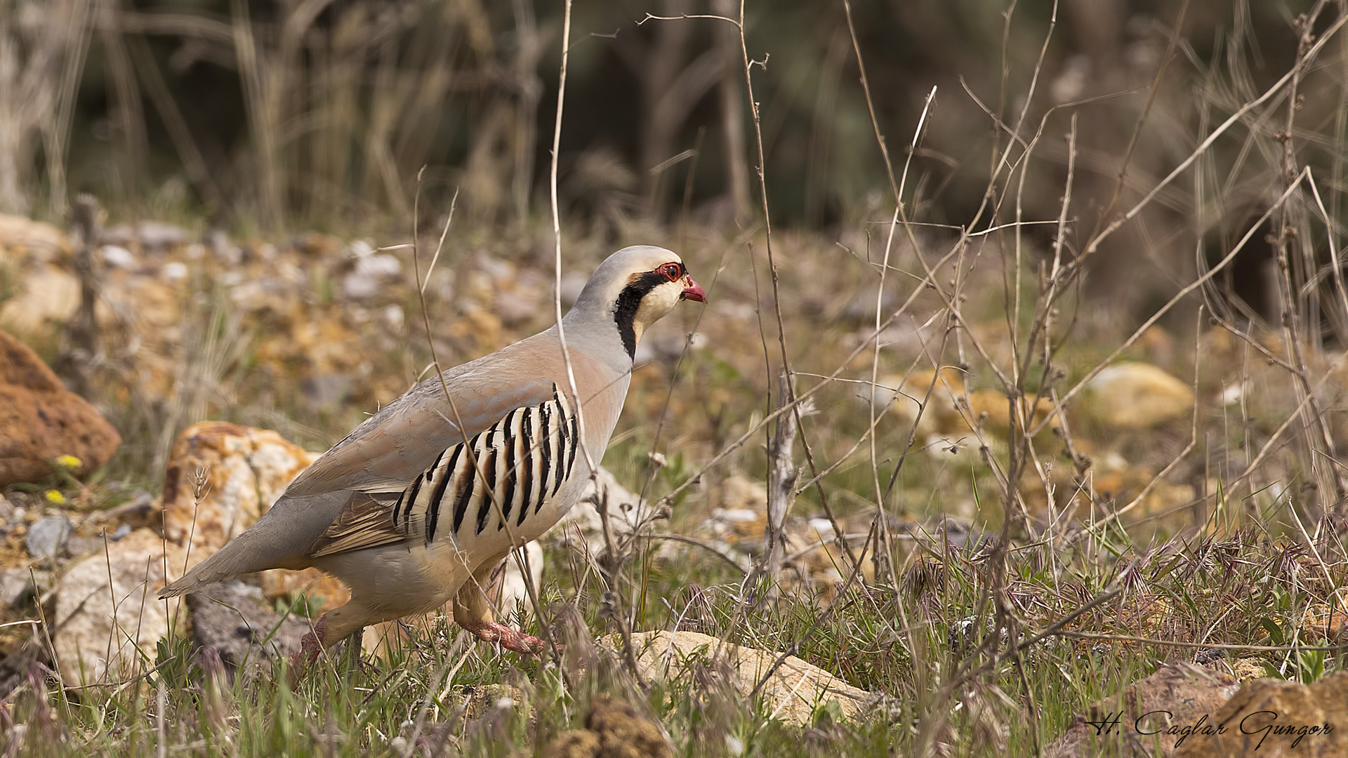 Kınalı keklik » Chukar Partridge » Alectoris chukar