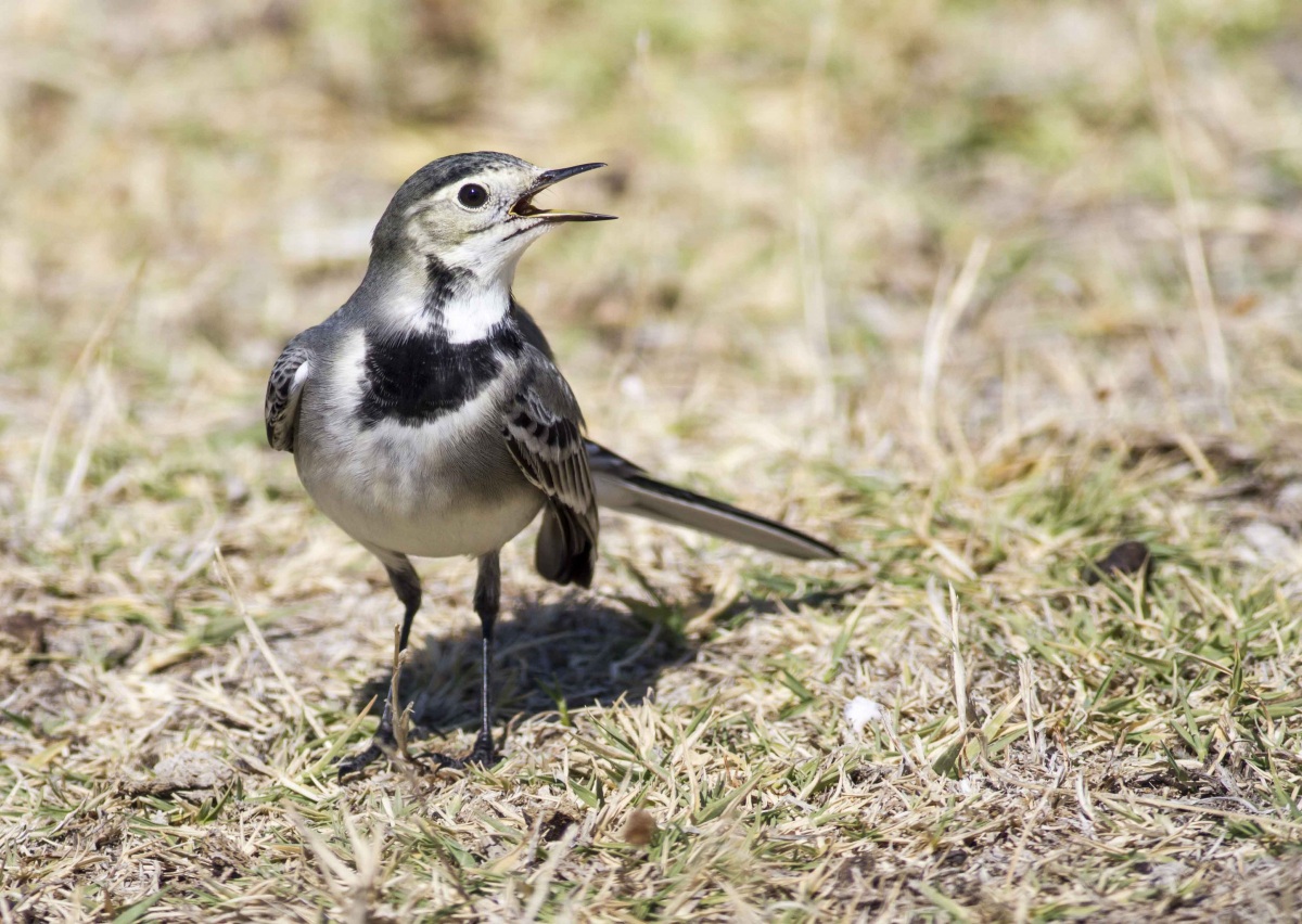 Ak kuyruksallayan » White Wagtail » Motacilla alba