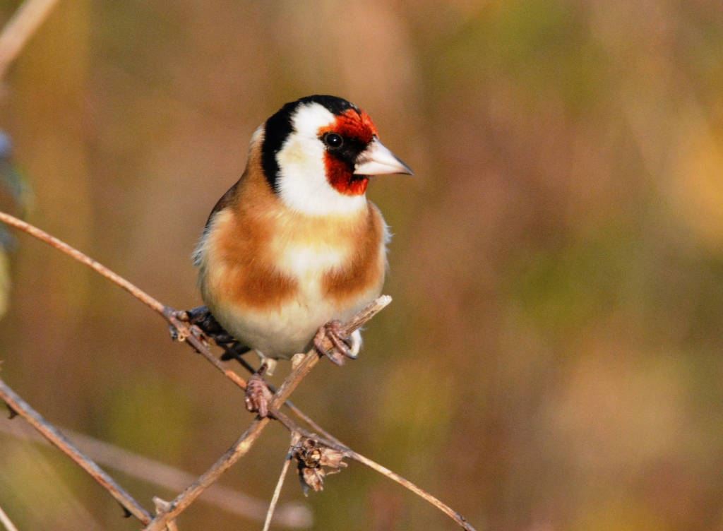 Saka » European Goldfinch » Carduelis carduelis