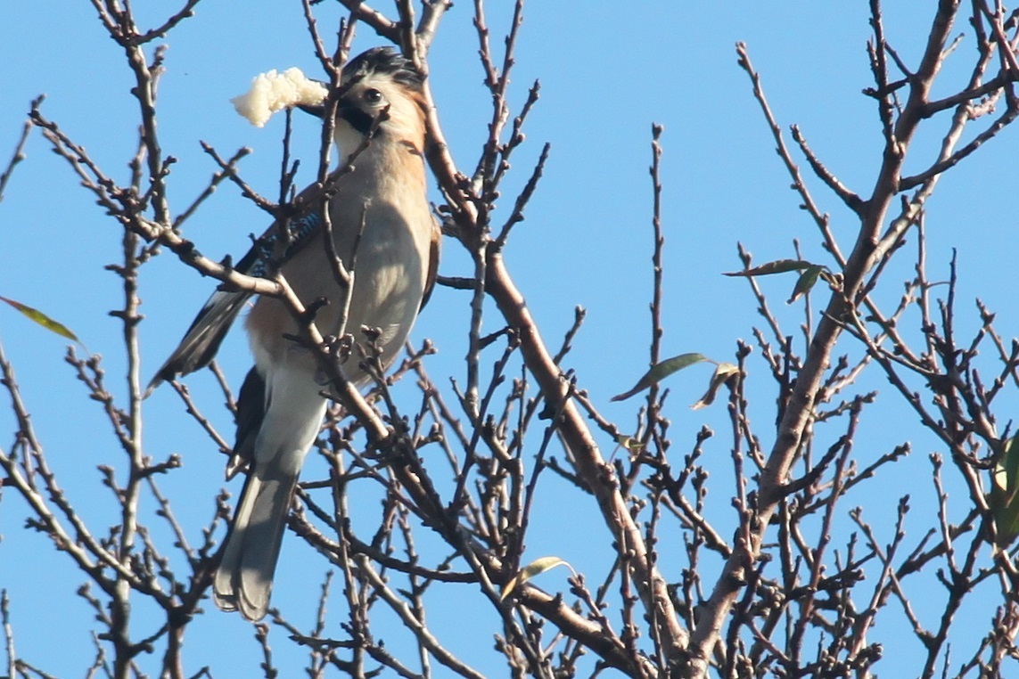 Alakarga » Eurasian Jay » Garrulus glandarius