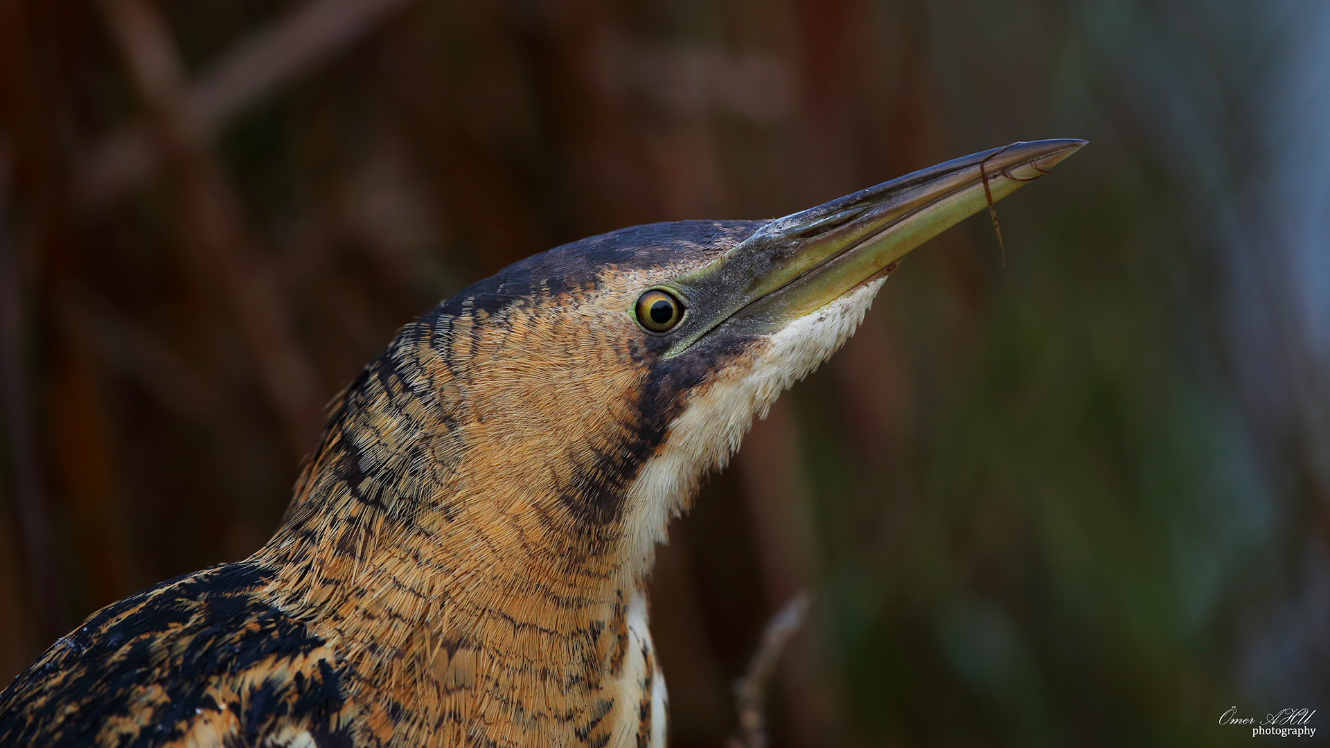 Balaban » Eurasian Bittern » Botaurus stellaris