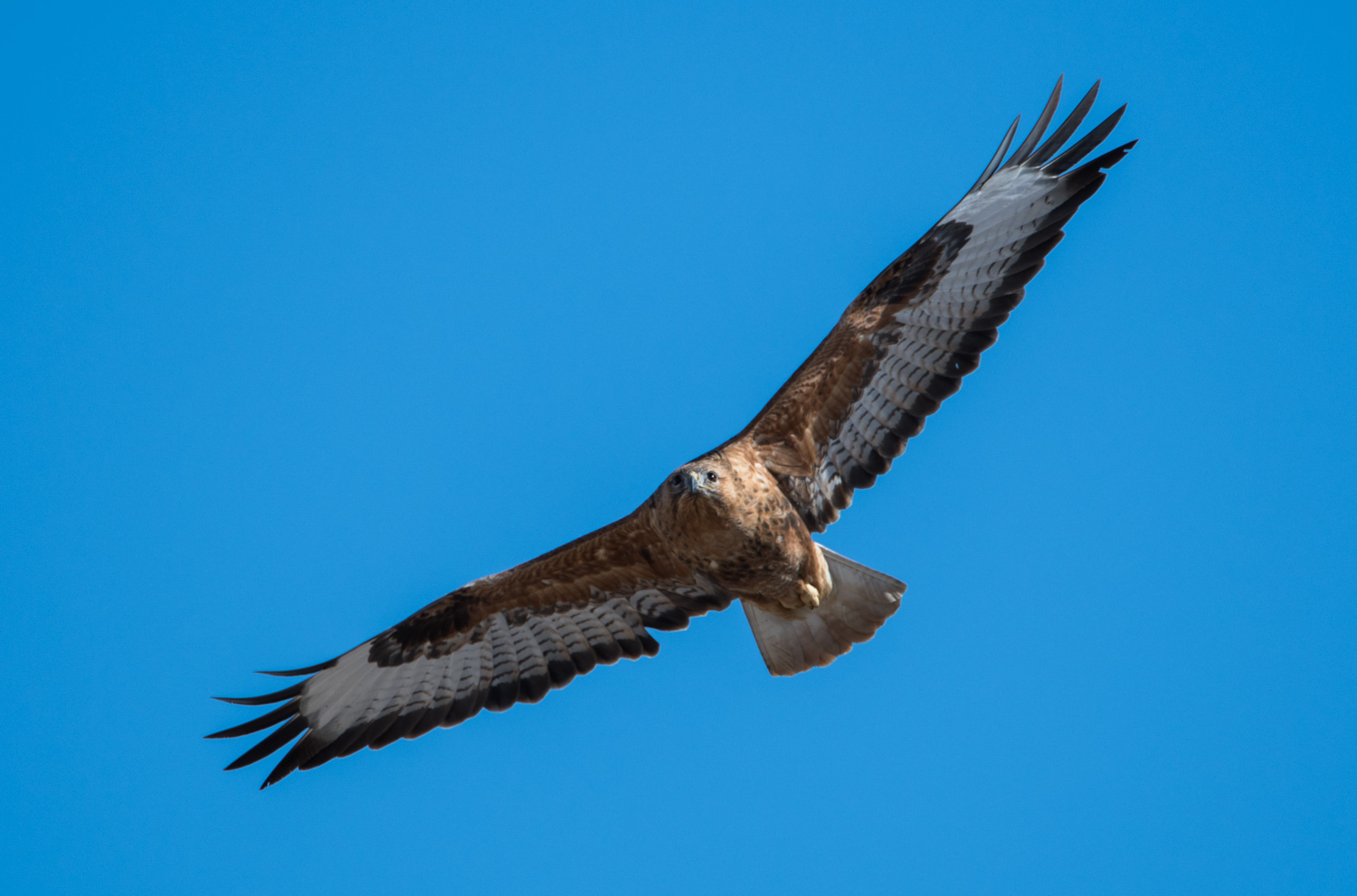 Kızıl şahin » Long-legged Buzzard » Buteo rufinus