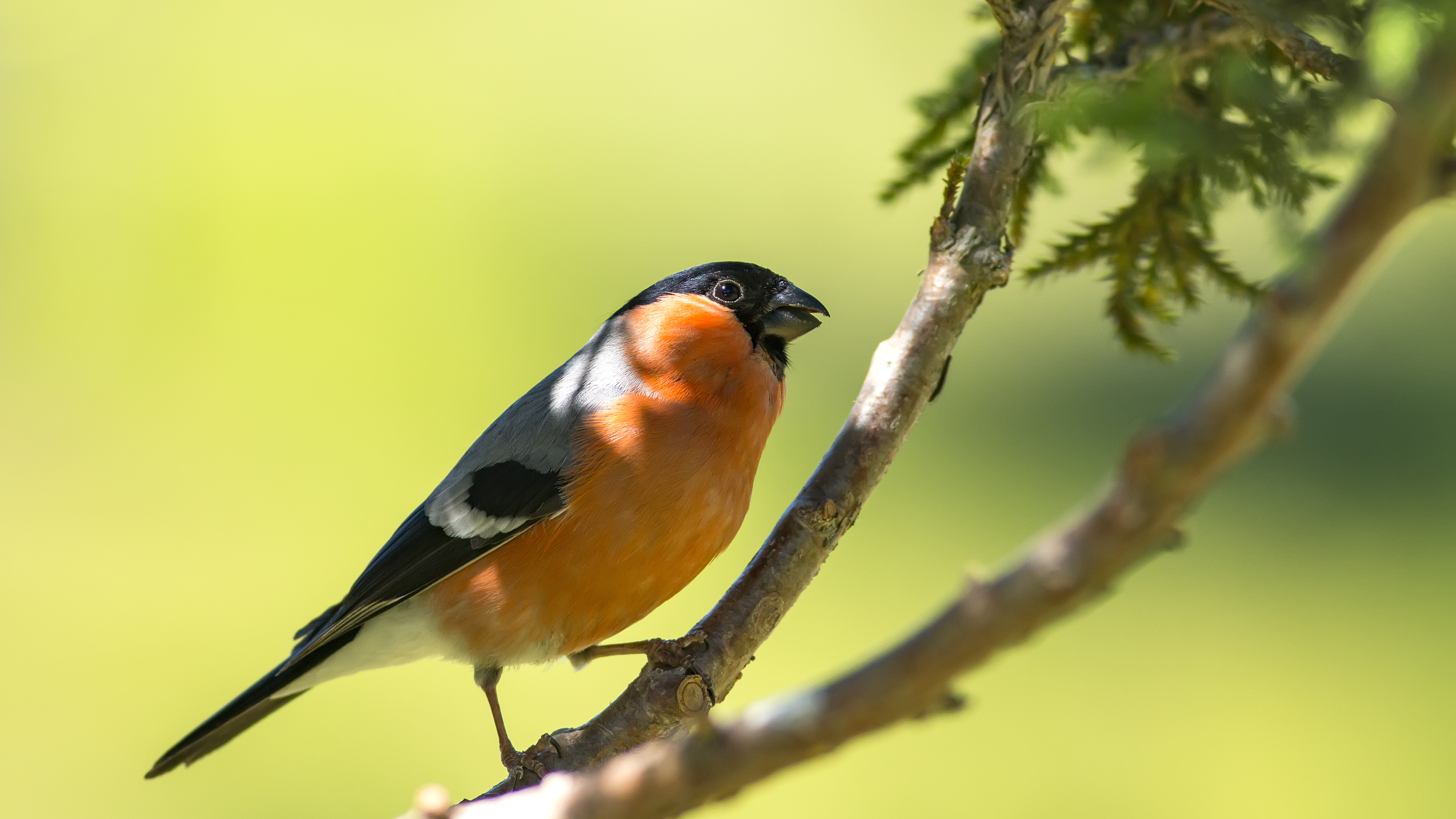 Şakrak