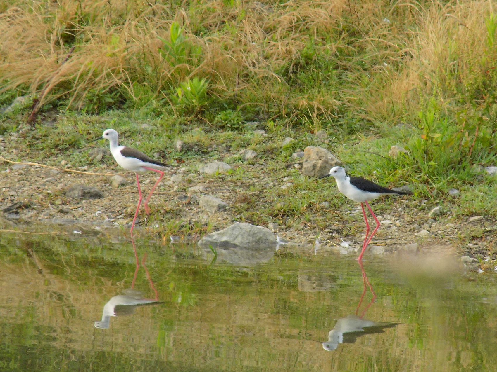 Uzunbacak » Black-winged Stilt » Himantopus himantopus