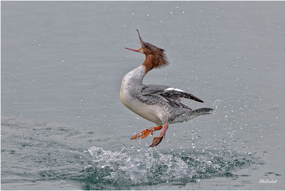Büyük tarakdiş » Common Merganser » Mergus merganser