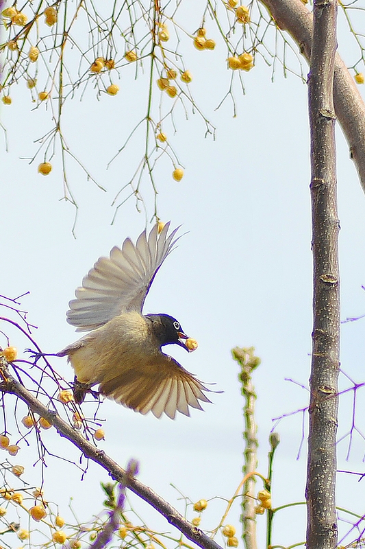 Arapbülbülü » White-spectacled Bulbul » Pycnonotus xanthopygos