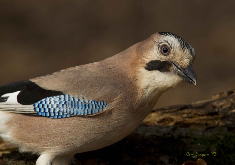 Alakarga » Eurasian Jay » Garrulus glandarius