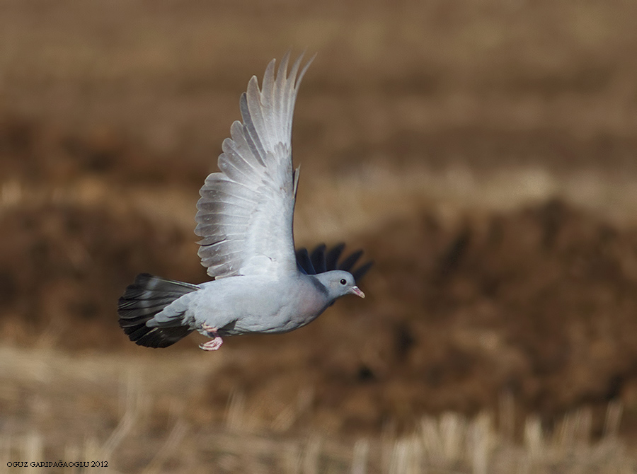 Gökçe güvercin » Stock Dove » Columba oenas