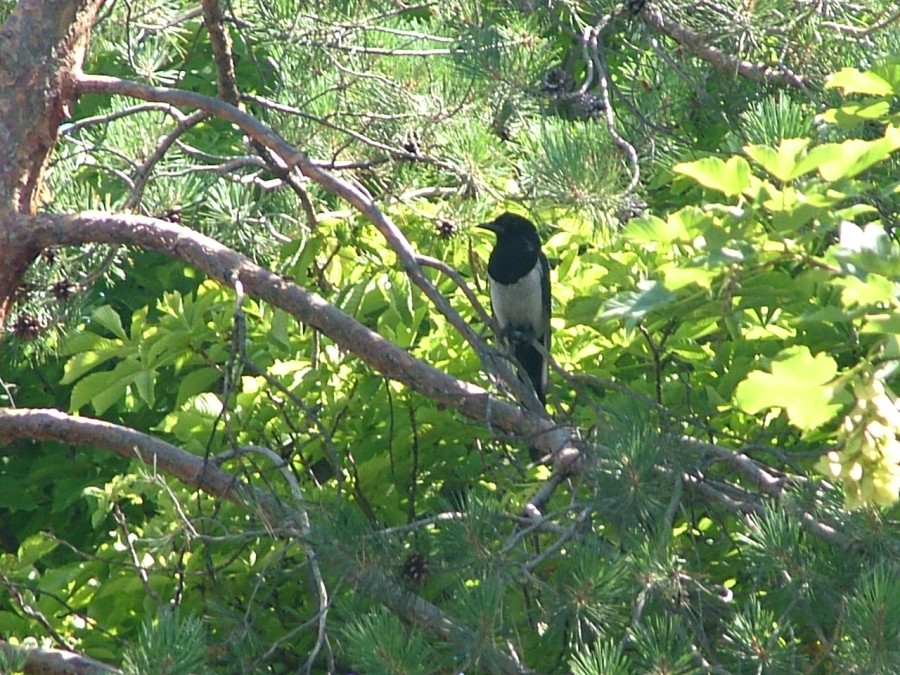 Saksağan » Eurasian Magpie » Pica pica