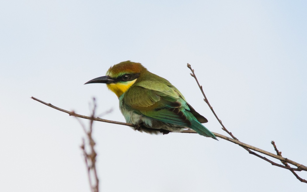 Arıkuşu » European Bee-eater » Merops apiaster