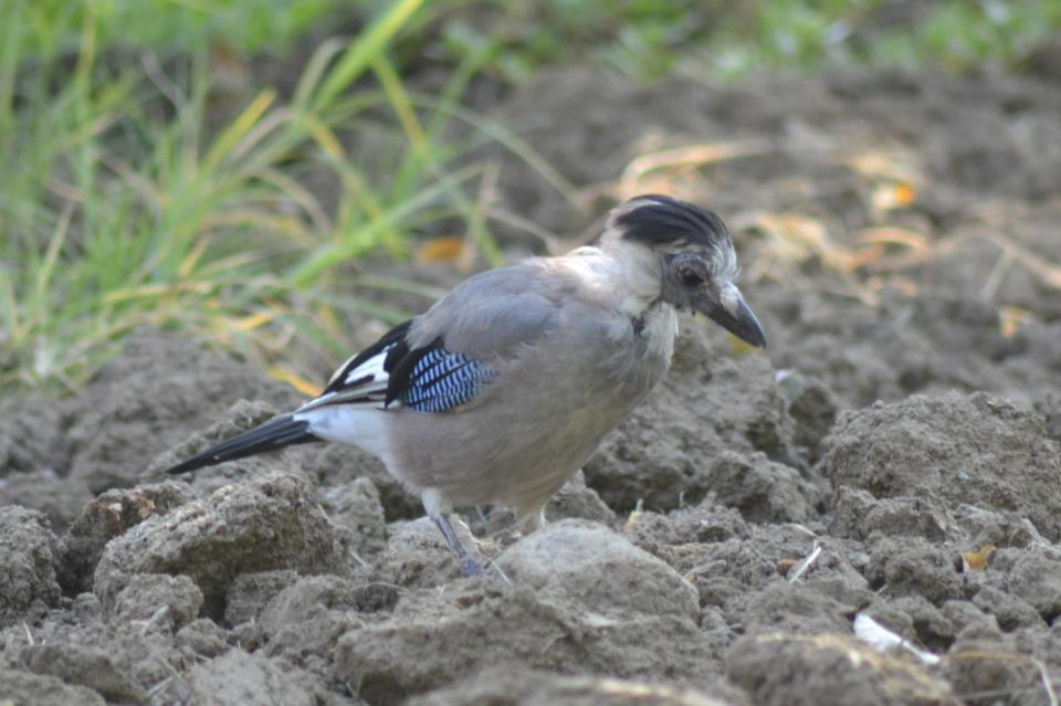 Alakarga » Eurasian Jay » Garrulus glandarius