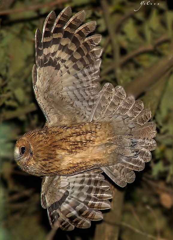 Alaca baykuş » Tawny Owl » Strix aluco