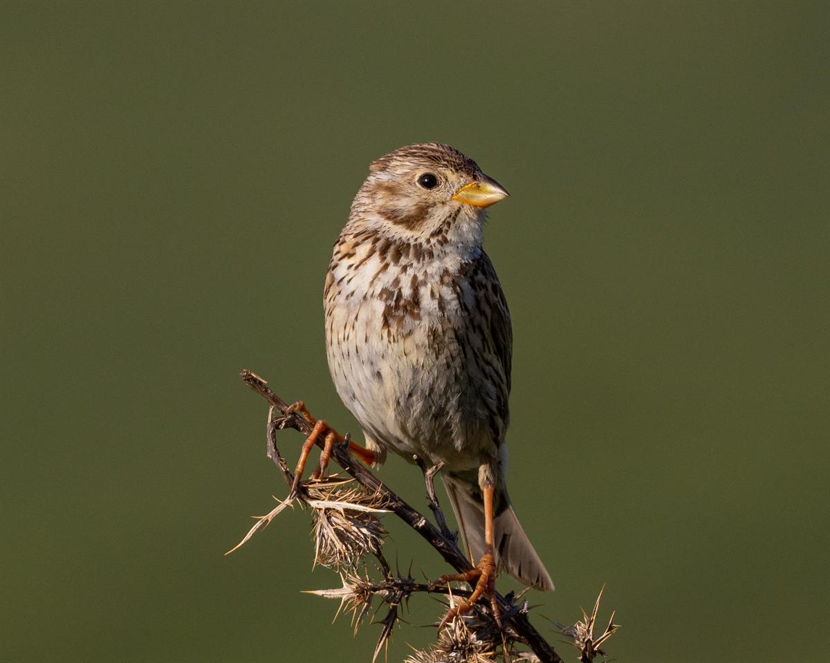 Tarla kirazkuşu