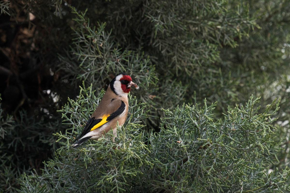 Saka » European Goldfinch » Carduelis carduelis