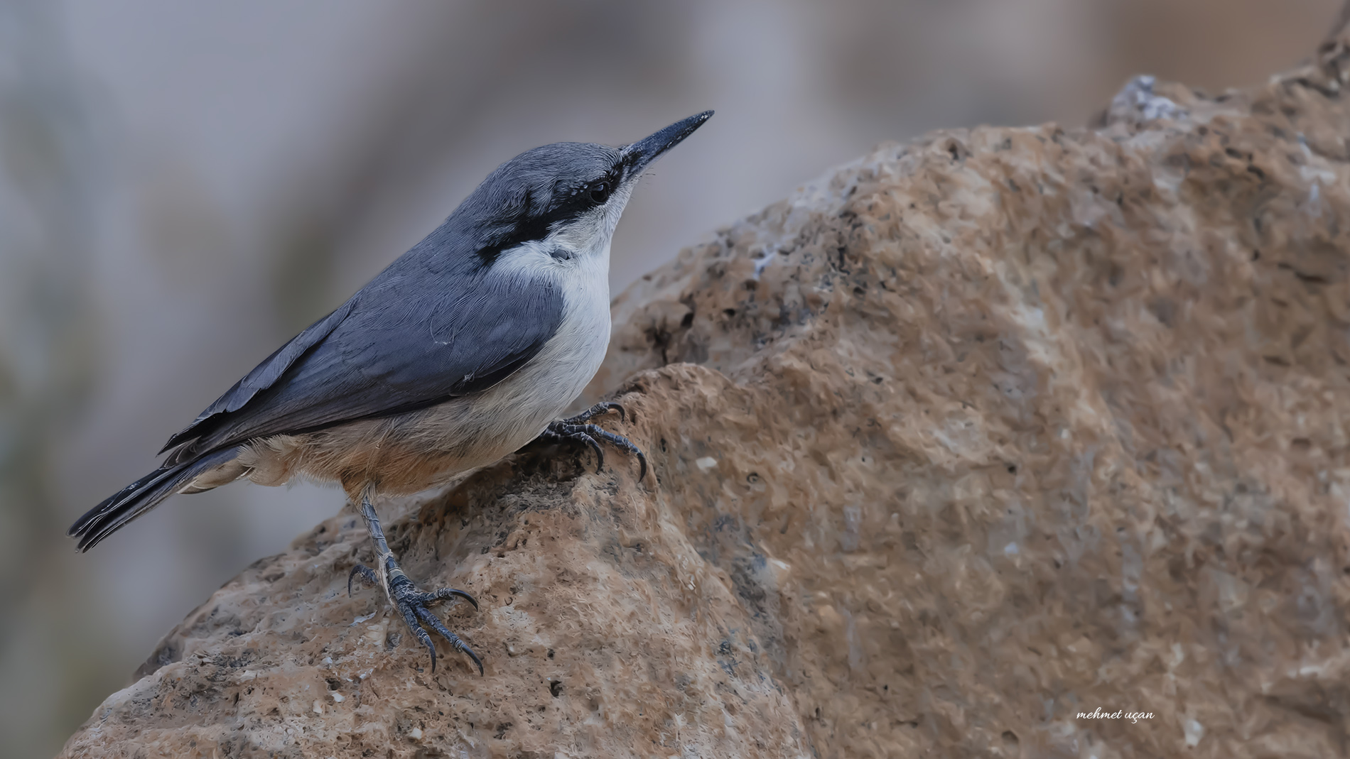 Kaya sıvacısı » Western Rock Nuthatch » Sitta neumayer