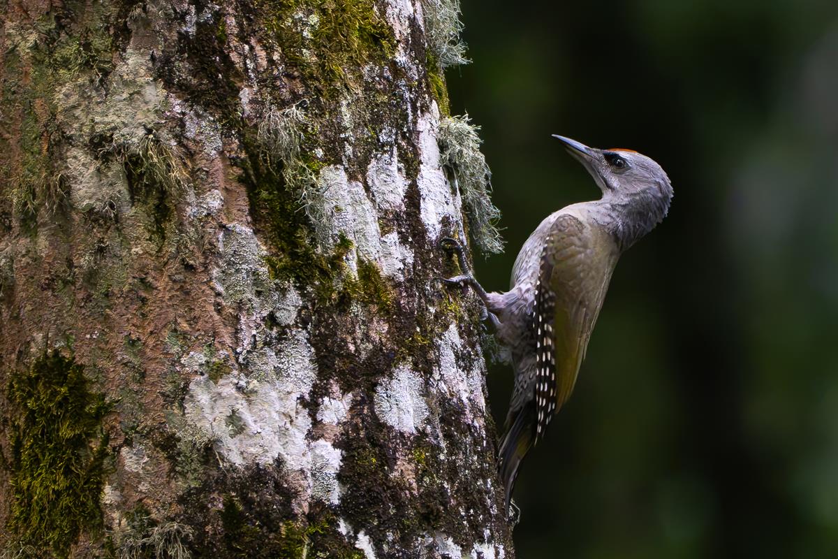 Yeşil Ağaçkakan » European Green Woodpecker » Picus viridis