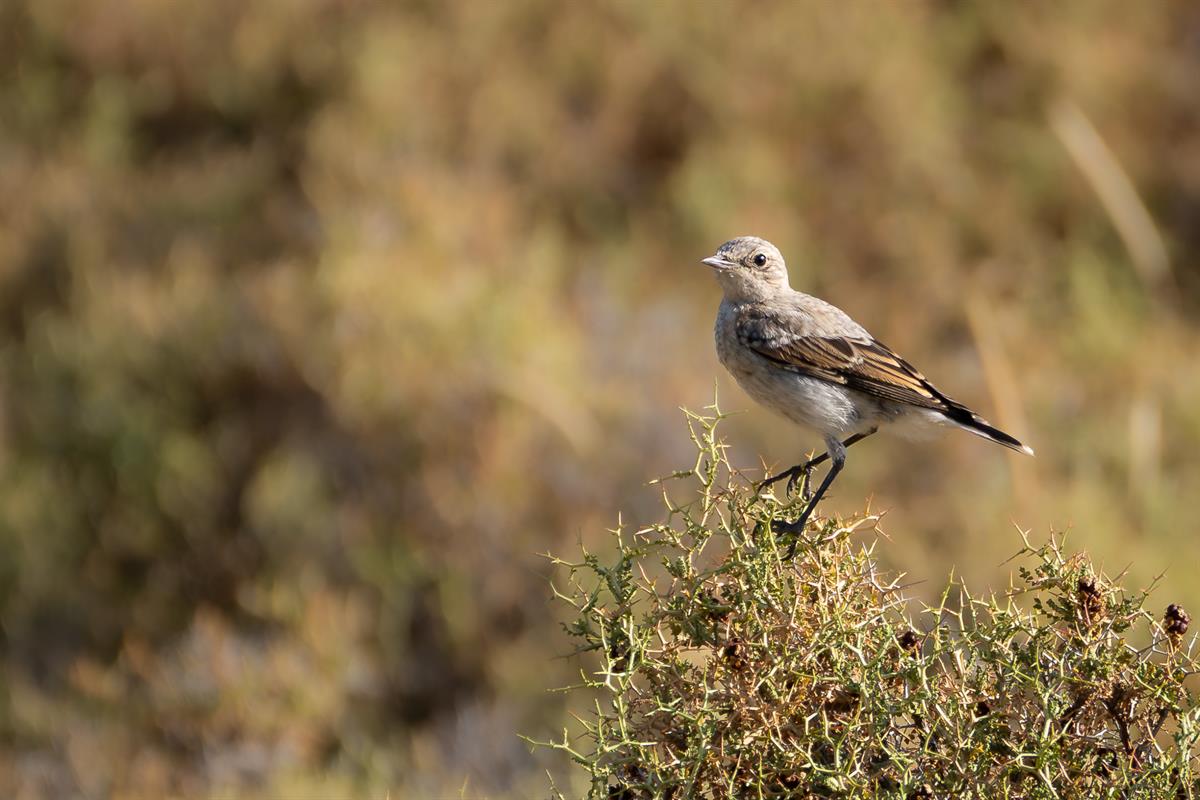 Kuyrukkakan » Northern Wheatear » Oenanthe oenanthe