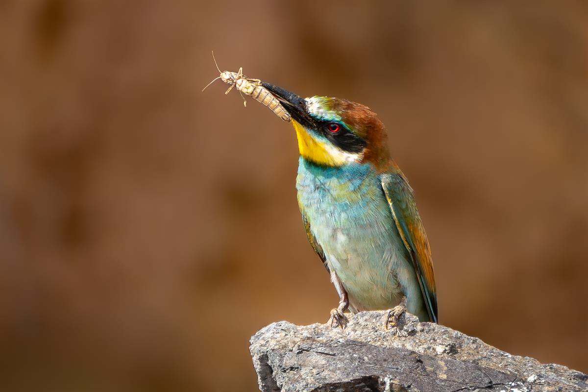 Arıkuşu » European Bee-eater » Merops apiaster