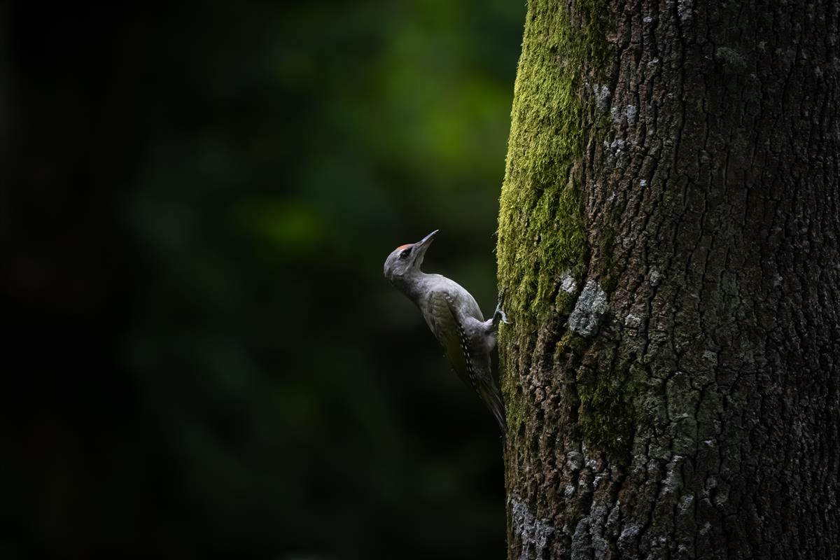 Yeşil Ağaçkakan » European Green Woodpecker » Picus viridis