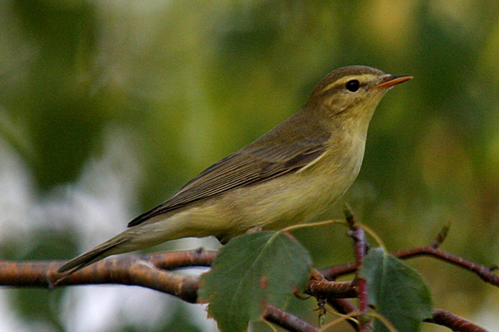 Söğütbülbülü » Willow Warbler » Phylloscopus trochilus