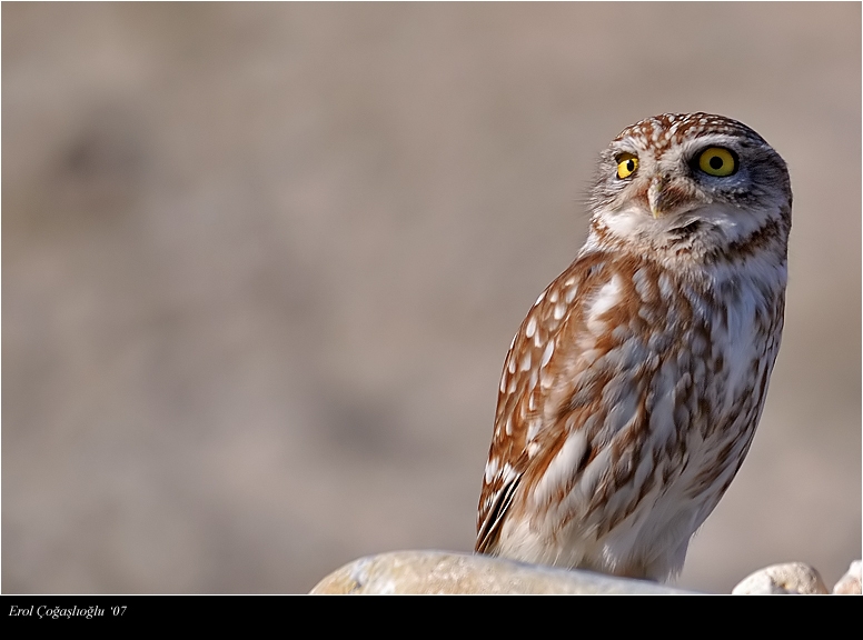 Kukumav » Little Owl » Athene noctua