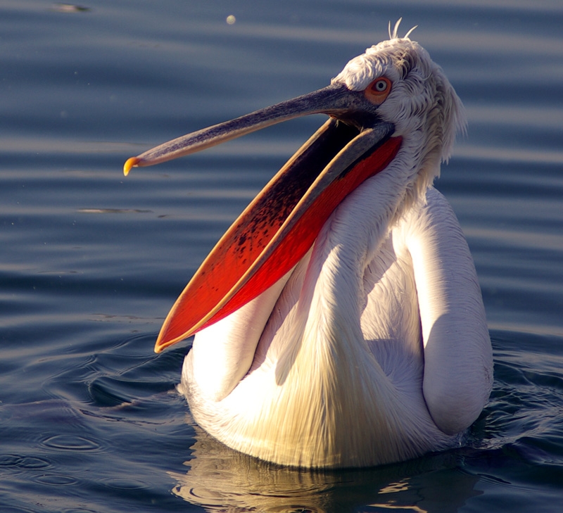 Tepeli pelikan » Dalmatian Pelican » Pelecanus crispus