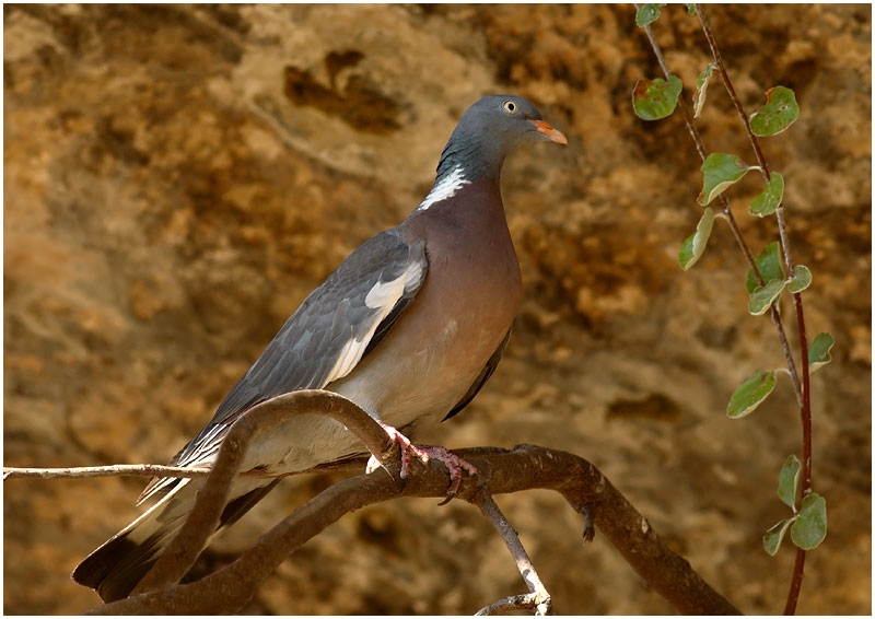 Tahtalı » Common Wood Pigeon » Columba palumbus