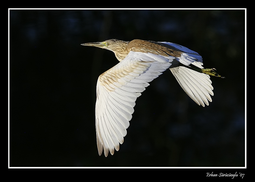 Alaca balıkçıl » Squacco Heron » Ardeola ralloides