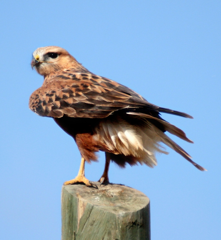 Kızıl şahin » Long-legged Buzzard » Buteo rufinus