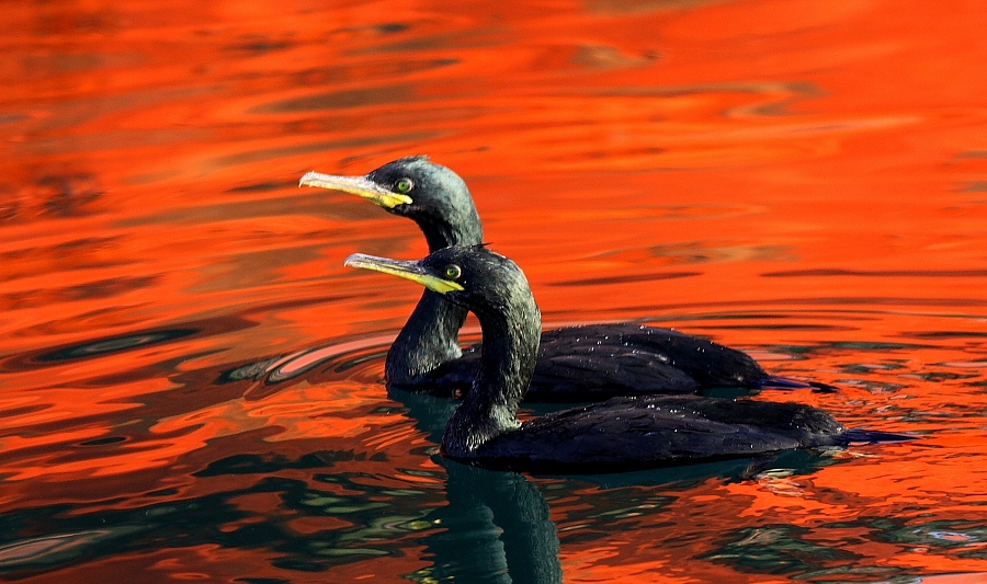 Tepeli karabatak » European Shag » Gulosus aristotelis