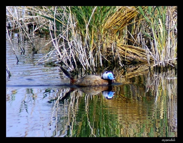 Dikkuyruk » White-headed Duck » Oxyura leucocephala