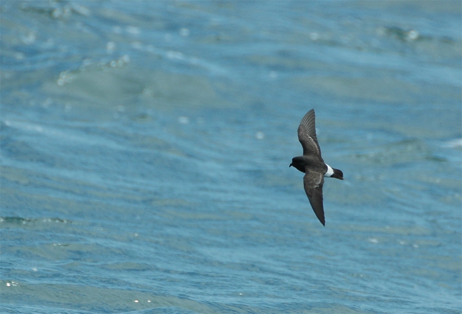 Fırtınakırlangıcı » European Storm Petrel » Hydrobates pelagicus