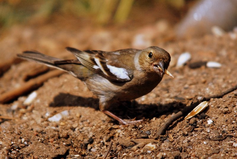 İspinoz » Common Chaffinch » Fringilla coelebs