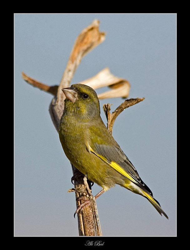 Florya » European Greenfinch » Chloris chloris