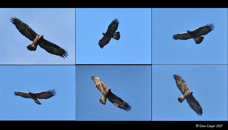Kaya kartalı » Golden Eagle » Aquila chrysaetos