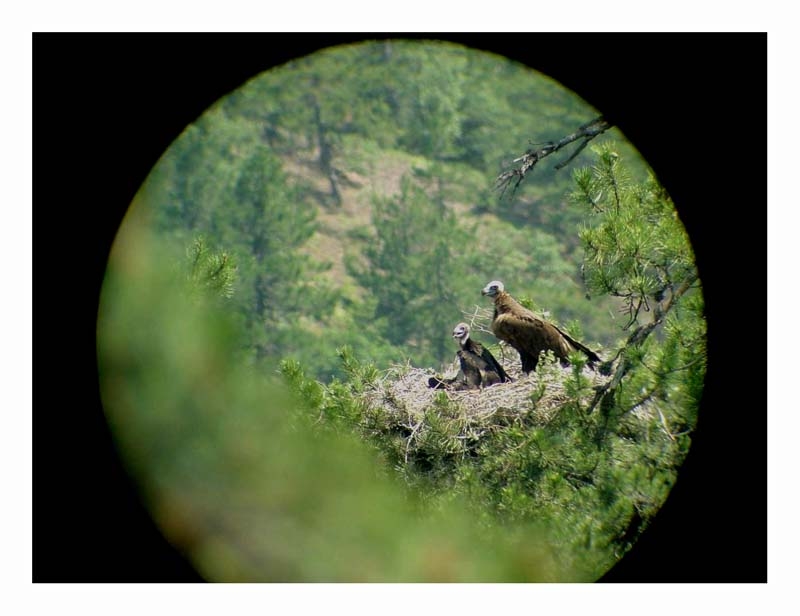 Kara akbaba » Cinereous Vulture » Aegypius monachus