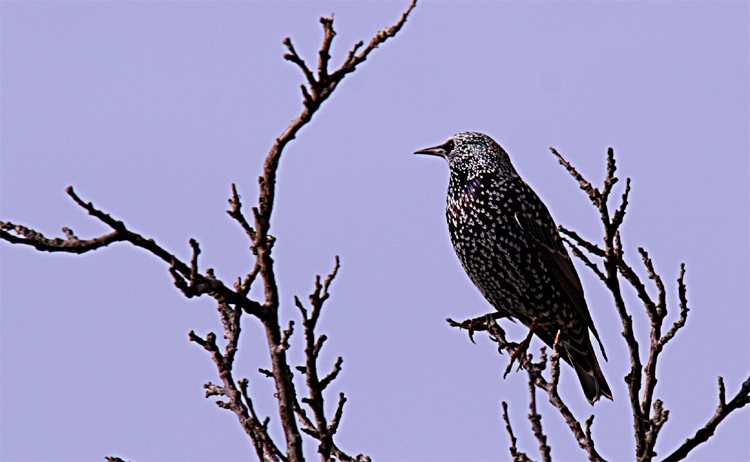 Sığırcık » Common Starling » Sturnus vulgaris