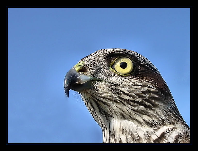 Atmaca » Eurasian Sparrowhawk » Accipiter nisus