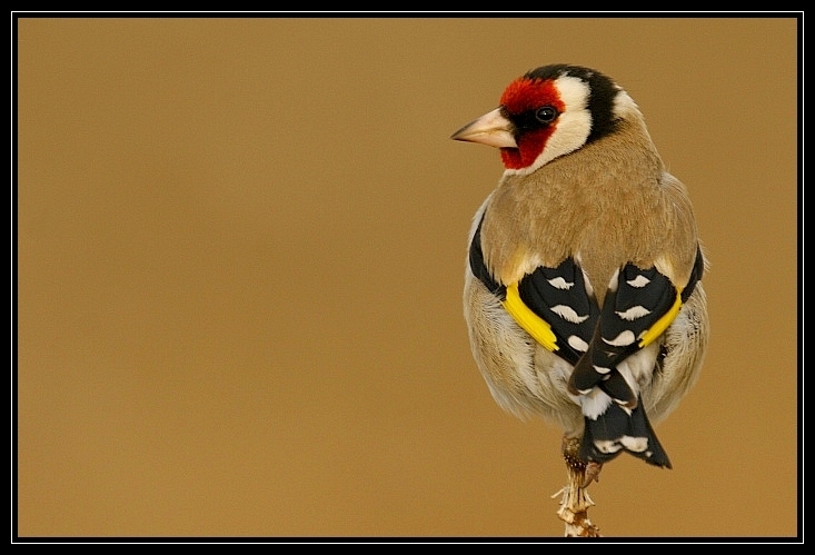 Saka » European Goldfinch » Carduelis carduelis