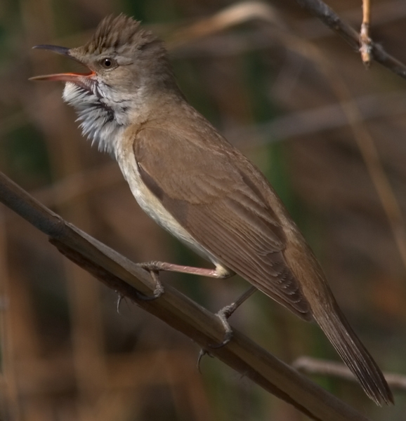 Büyük kamışçın » Great Reed Warbler » Acrocephalus arundinaceus