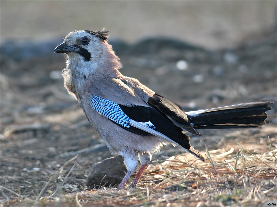 Alakarga » Eurasian Jay » Garrulus glandarius
