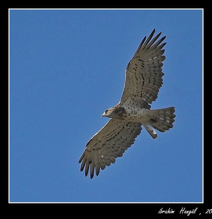 Yılan kartalı » Short-toed Snake Eagle » Circaetus gallicus