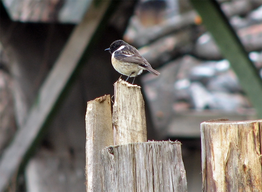 Taşkuşu » European Stonechat » Saxicola rubicola