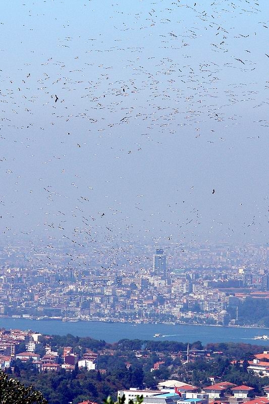 Leylek » White Stork » Ciconia ciconia