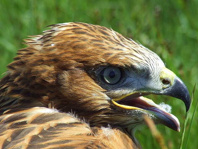 Kızıl şahin » Long-legged Buzzard » Buteo rufinus