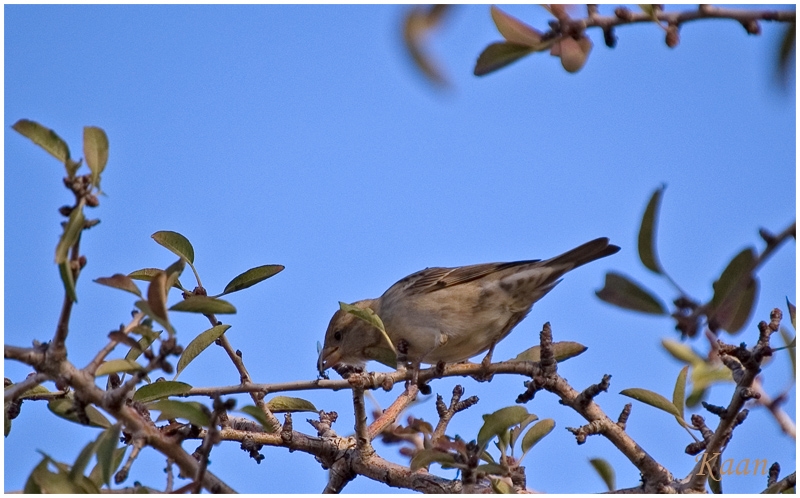 Serçe » House Sparrow » Passer domesticus